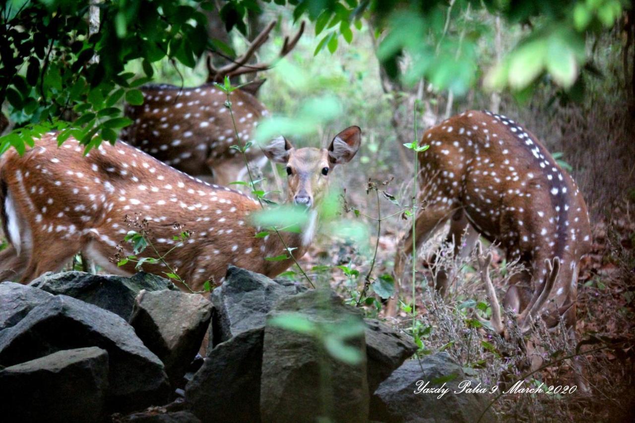 Woodside Homestay Wayanad Batheri Exterior photo